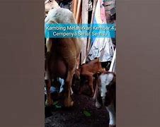 Kambing Melahirkan Kembar Normal Berapa